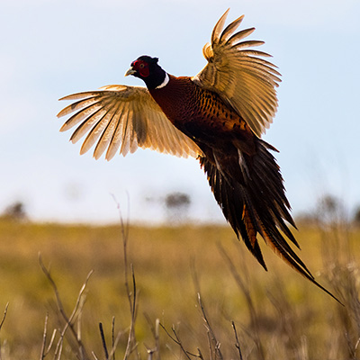 SD Pheasant Forecast